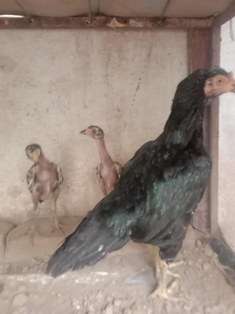 aseel hen with 2 chiks — photo 4