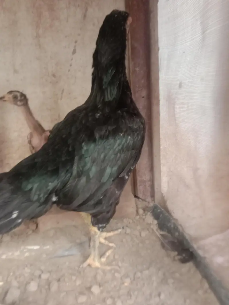 aseel hen with 2 chiks — photo 5