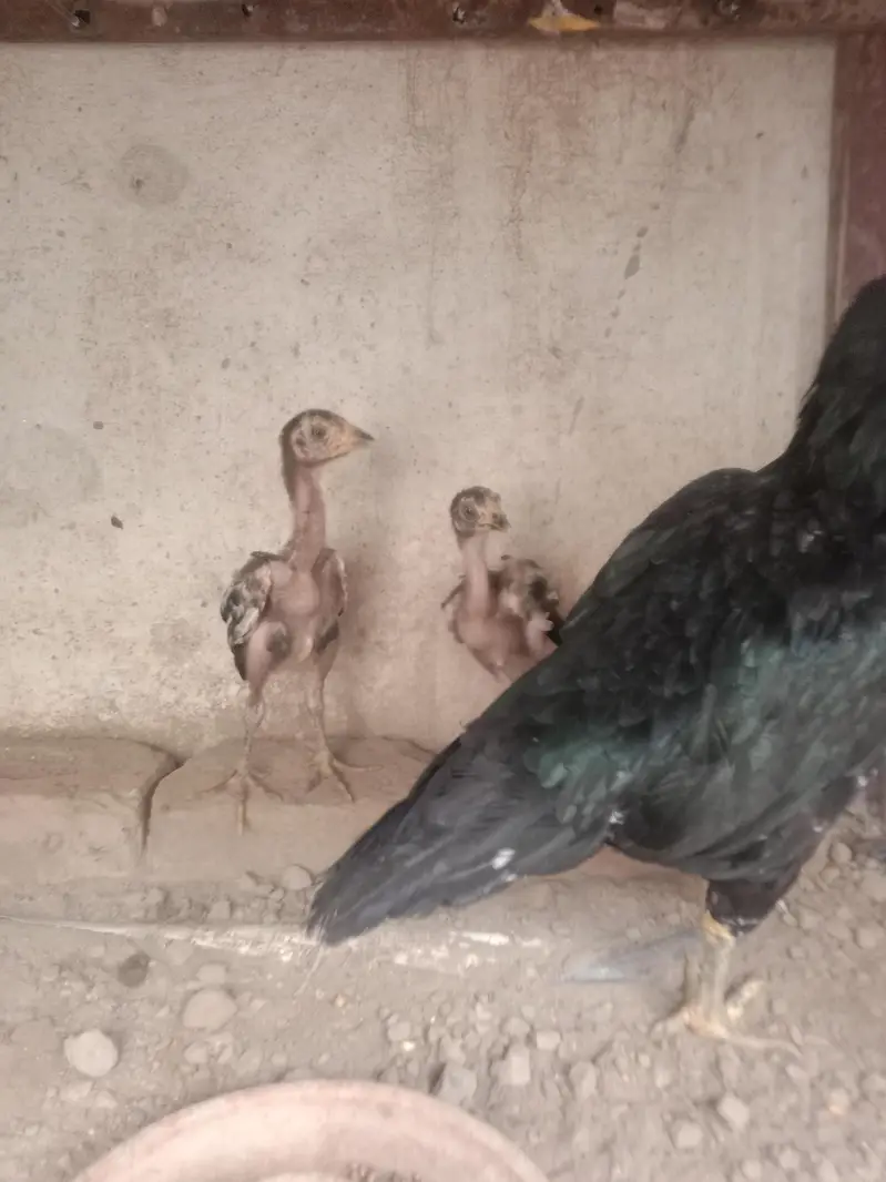aseel hen with 2 chiks — photo 6