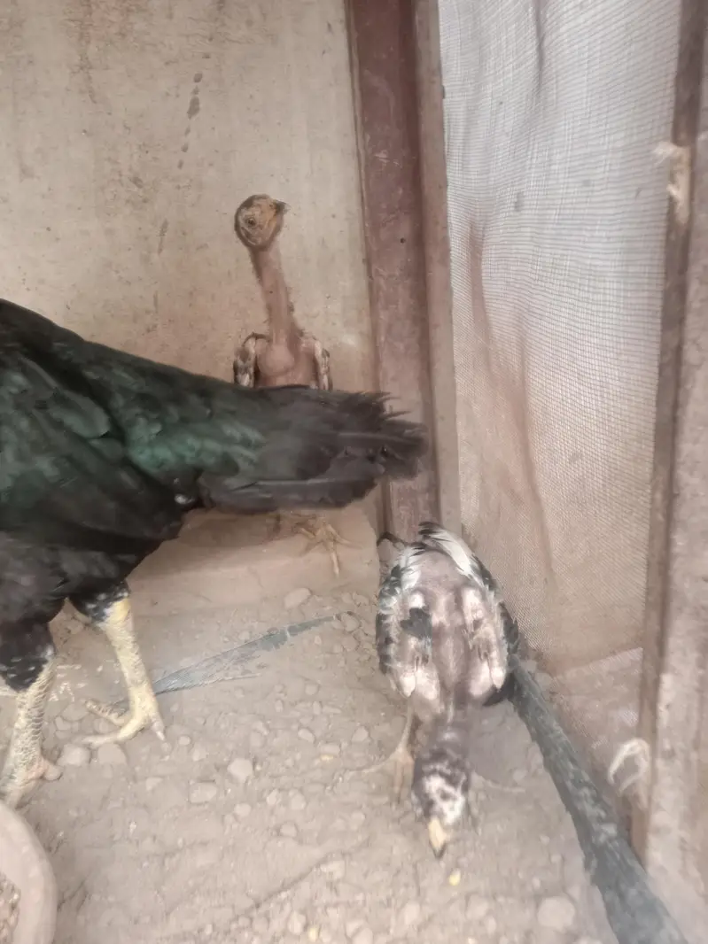 aseel hen with 2 chiks — photo 7