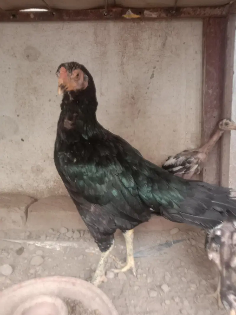 aseel hen with 2 chiks — photo 8