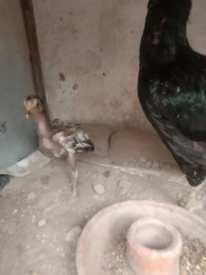 aseel hen with 2 chiks — photo 9