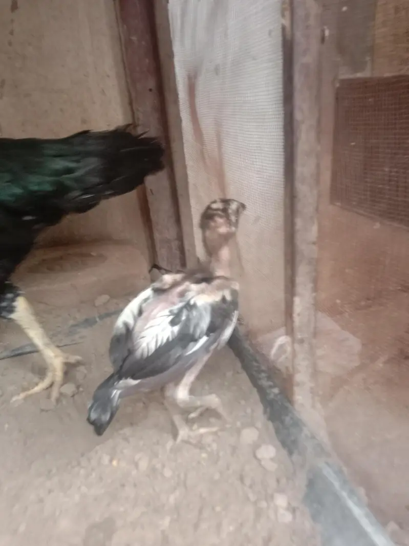 aseel hen with 2 chiks — photo 10
