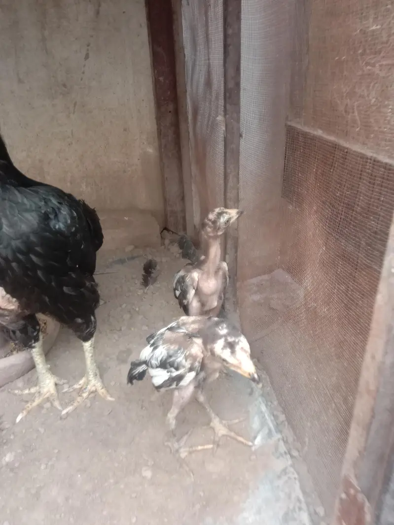 aseel hen with 2 chiks — photo 11