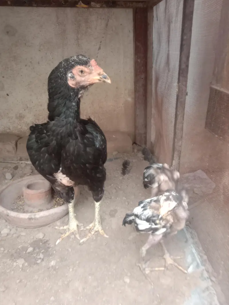 aseel hen with 2 chiks — photo 12