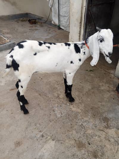 Goat | Bakri | Pregnant Goat | Gabban Bakri