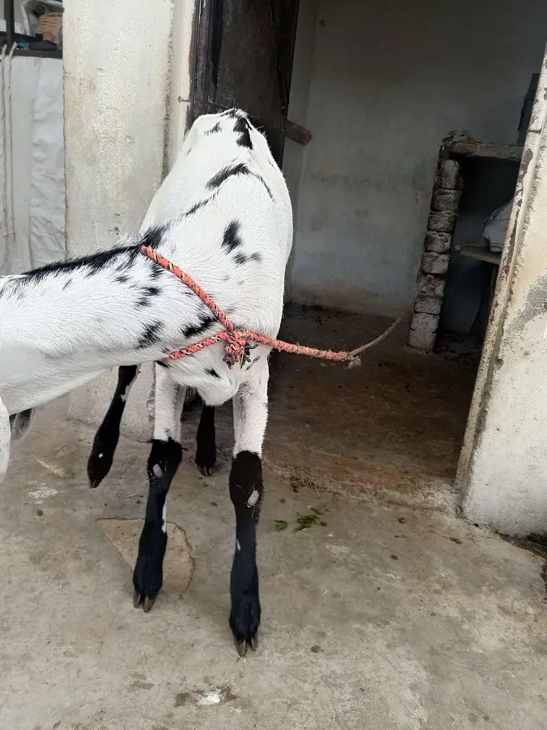 Goat | Bakri | Pregnant Goat | Gabban Bakri — photo 2