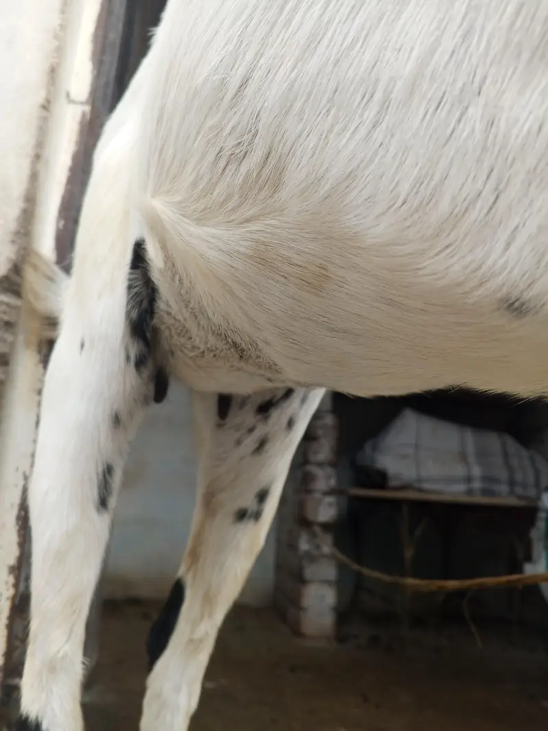 Goat | Bakri | Pregnant Goat | Gabban Bakri — photo 3