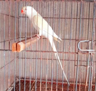 lengthy male