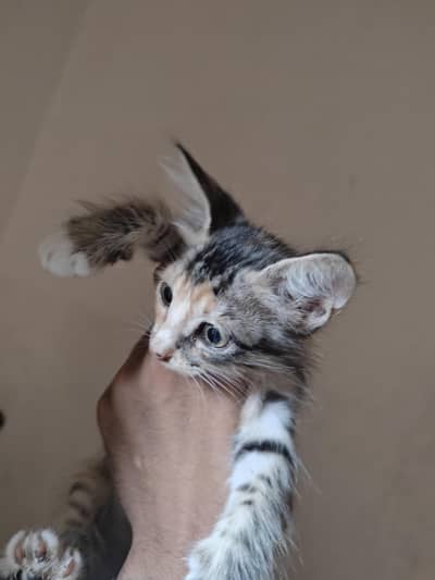 PERSIAN CAT FOR SALE