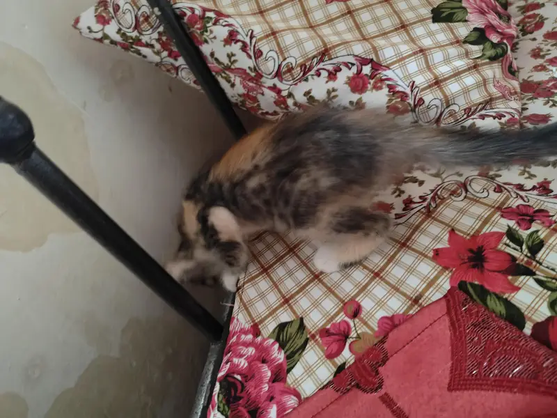 PERSIAN CAT FOR SALE — photo 3