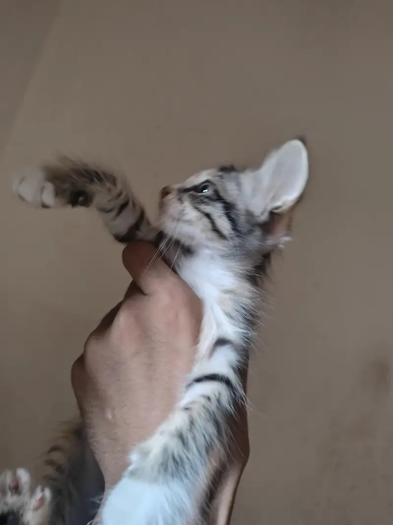 PERSIAN CAT FOR SALE — photo 4