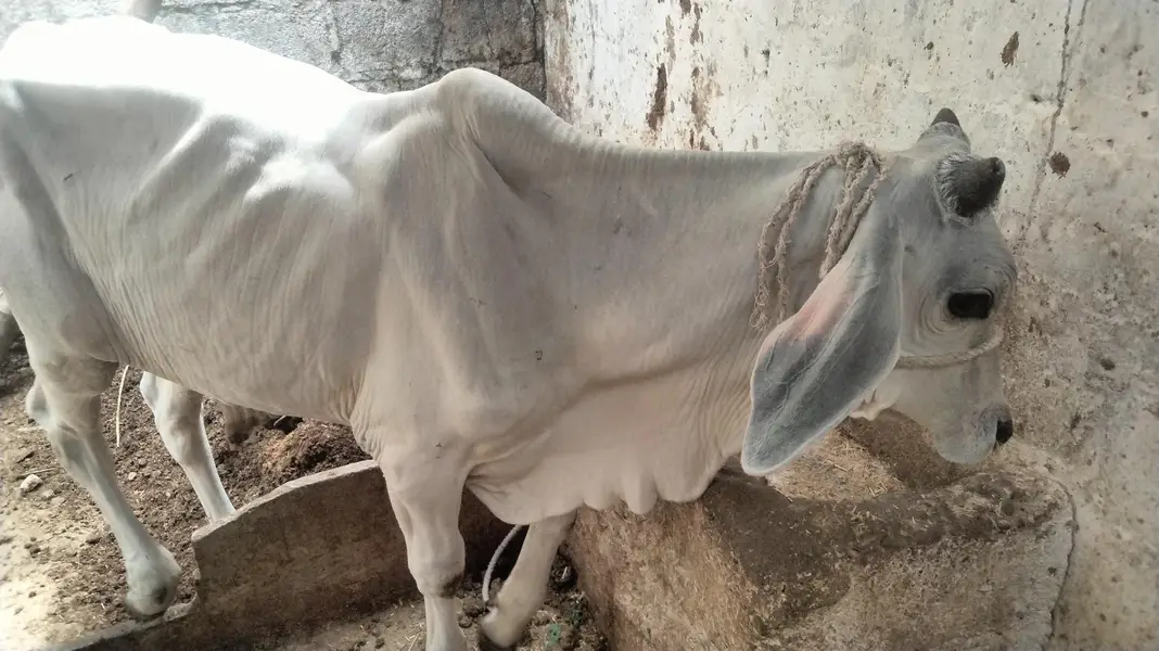 CHAND BELL Whatsapp number03122720717 — photo 2