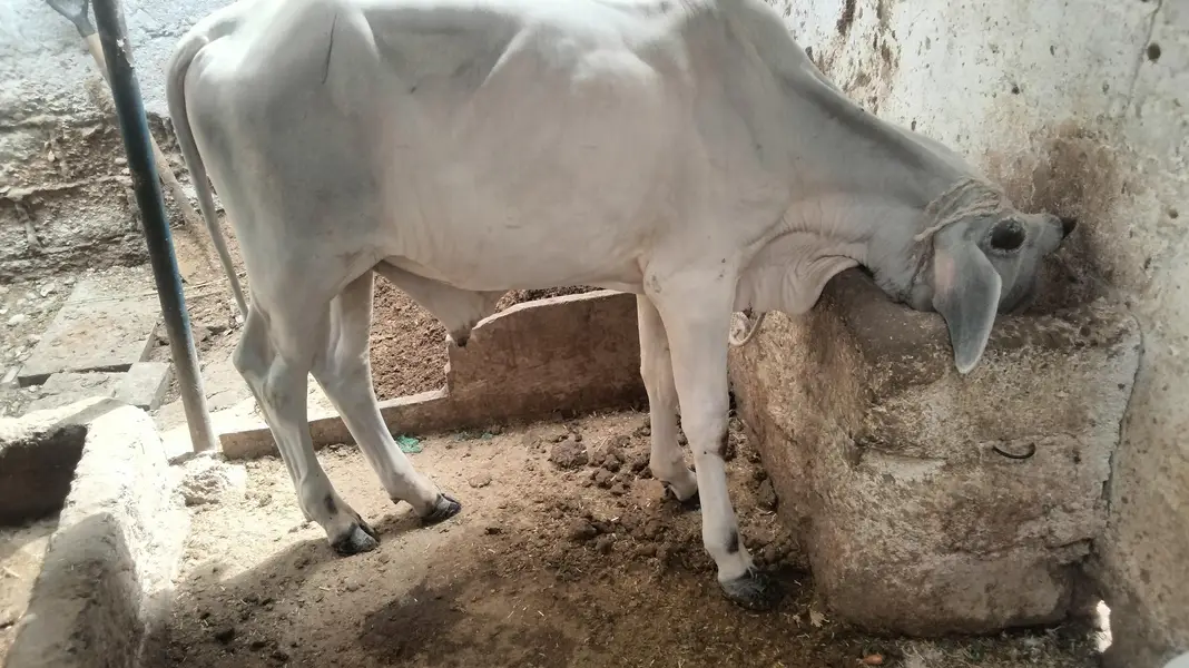 CHAND BELL Whatsapp number03122720717 — photo 3