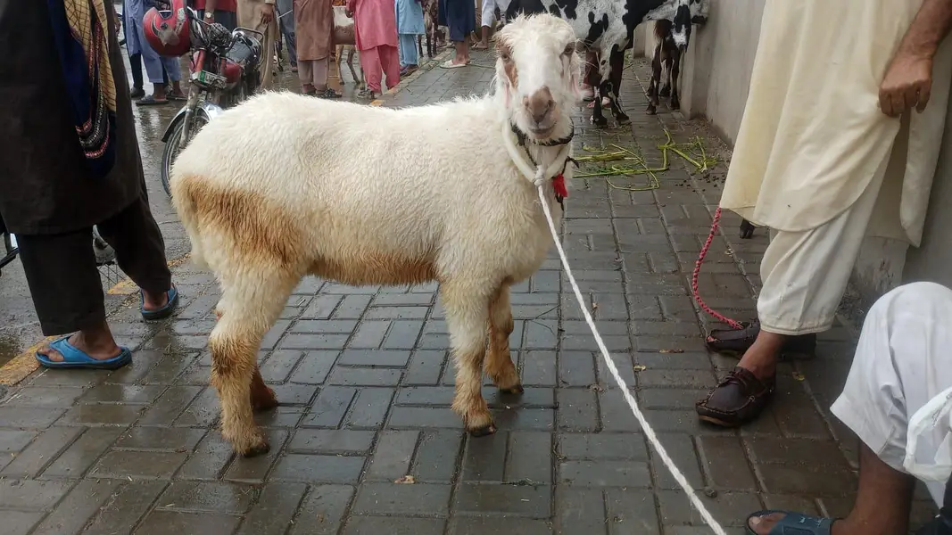 sheep and goat 1 female path — photo 7