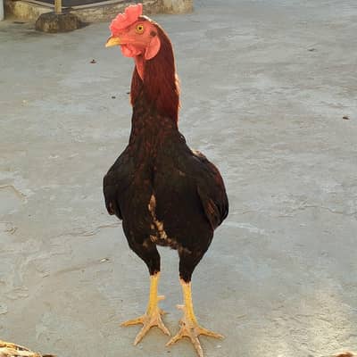 Aseel other cock for sale