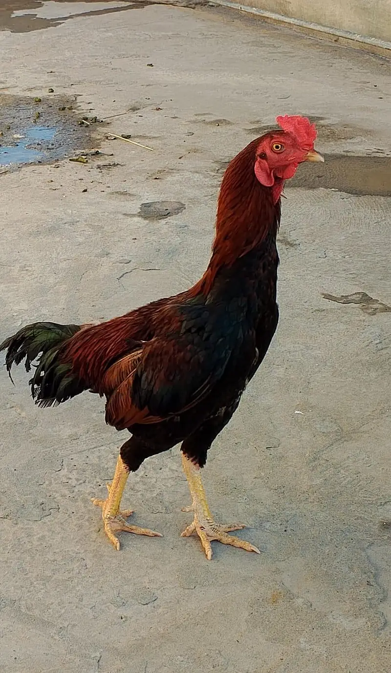 Aseel other cock for sale — photo 2