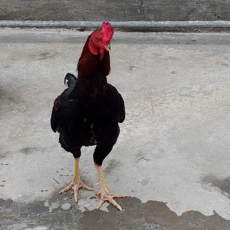 Aseel other cock for sale — photo 3