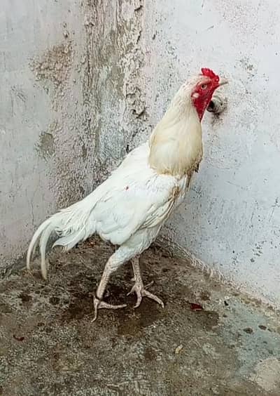ghar ka murga hai bacha pala tha video b mil jayegi