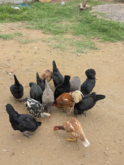 Egg lying Hens for Sale