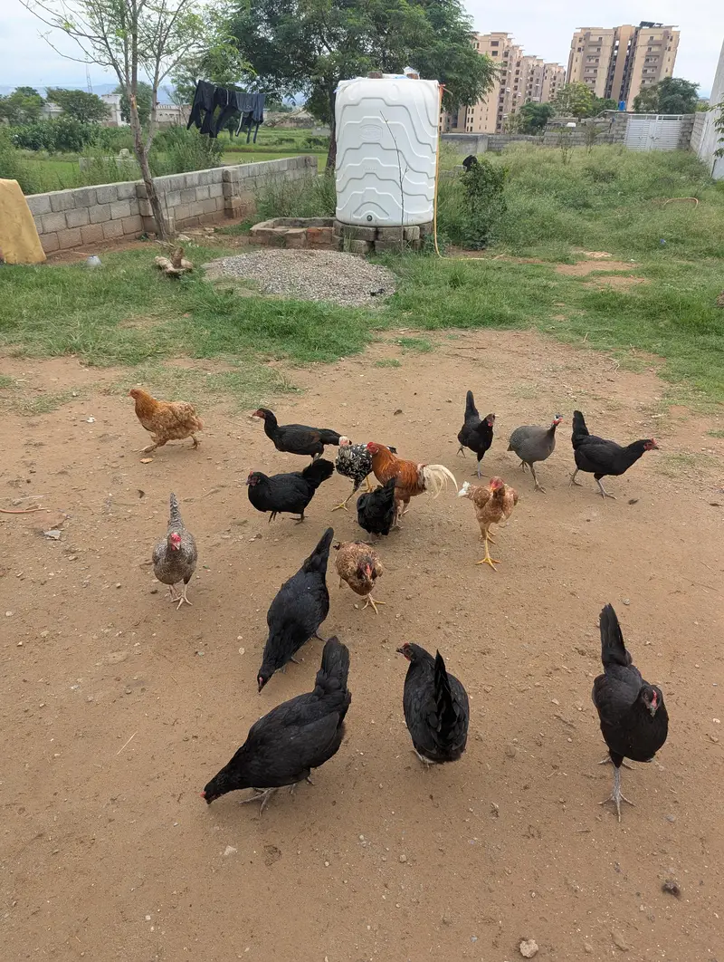 Egg lying Hens for Sale — photo 2