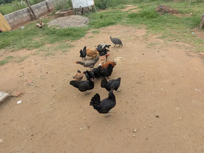 Egg lying Hens for Sale — photo 3