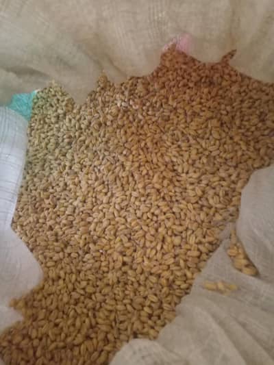 Fresh wheat  for sale