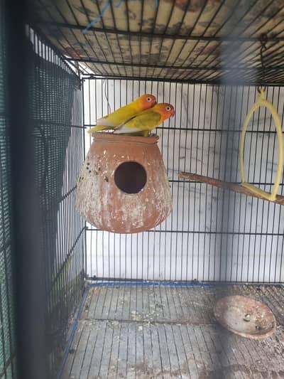 Yellow Persnata Breeder pair