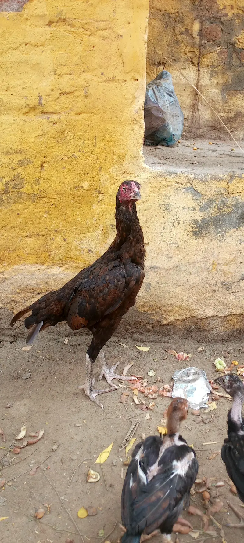 aseel mianwali phathi — photo 4
