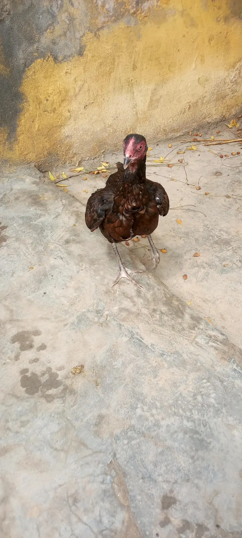 aseel mianwali phathi — photo 5
