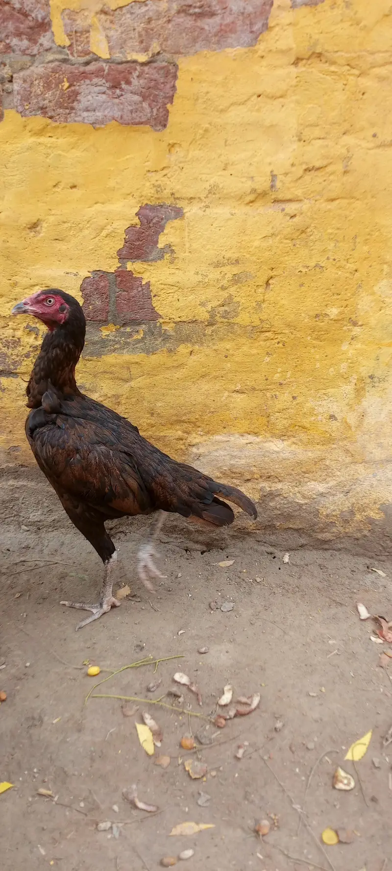 aseel mianwali phathi — photo 6