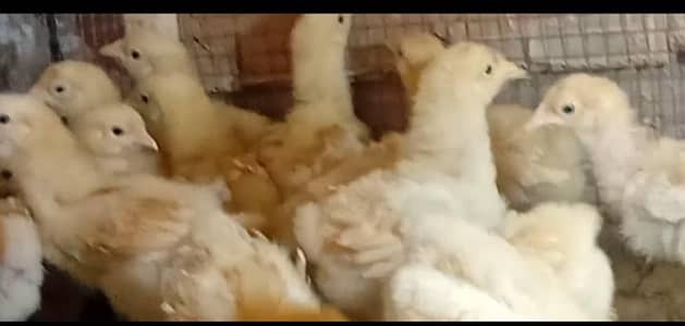 Golden heavy buff chicks