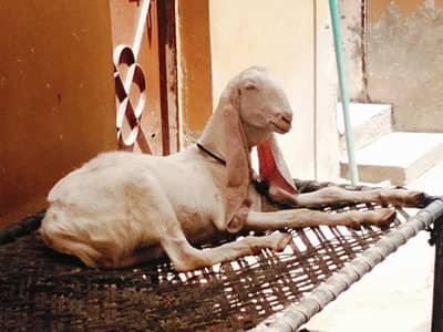 Bakra for sale