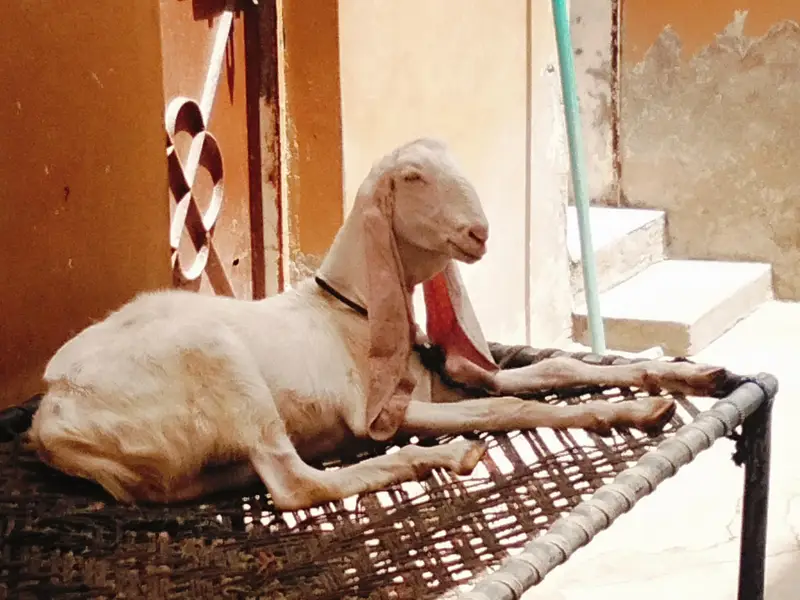 Bakra for sale — photo 2