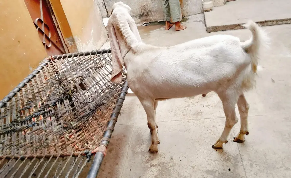 Bakra for sale — photo 3