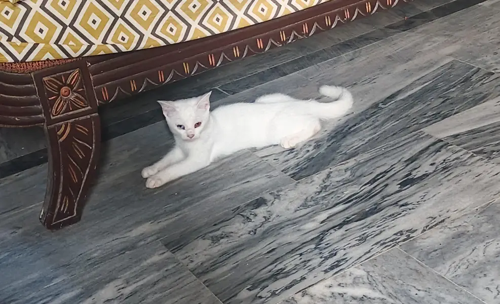 Two Kittens Persian cross beautiful eyes — photo 2
