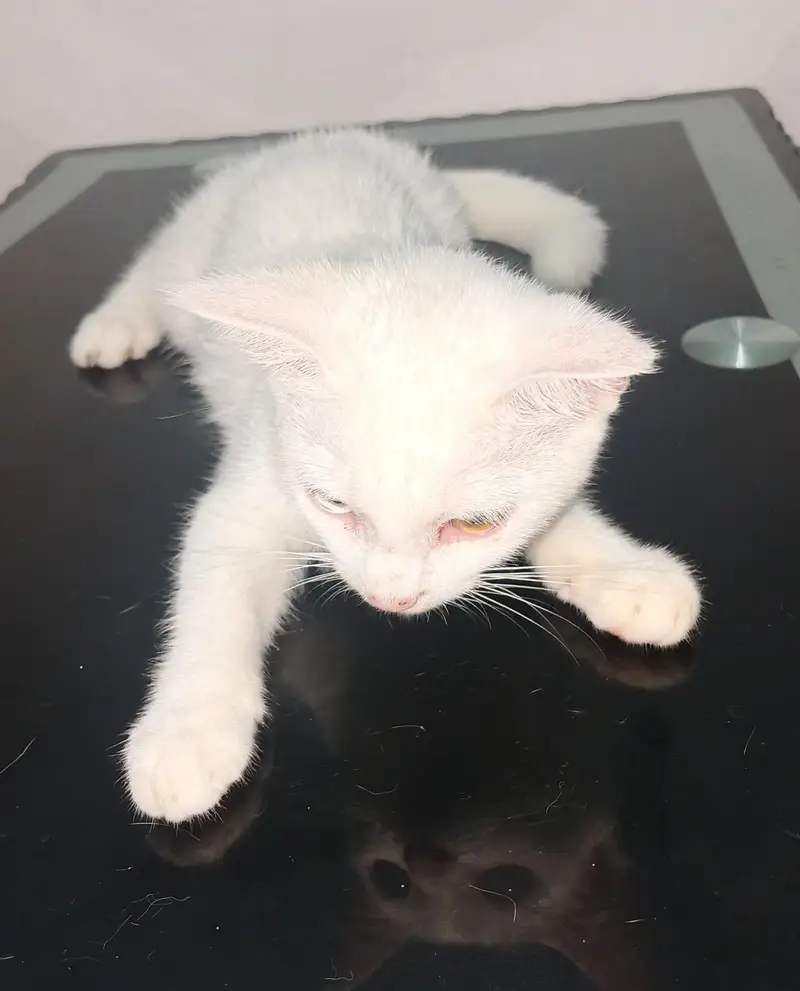 Two Kittens Persian cross beautiful eyes — photo 4