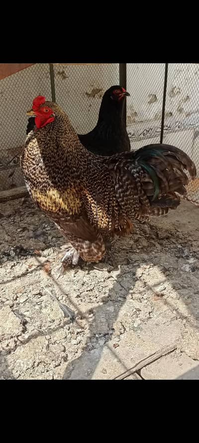 cochin bantam pair egg laying for sale