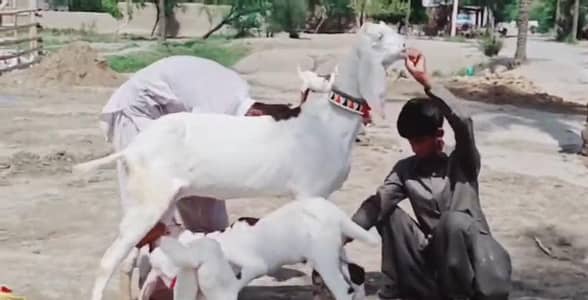 2 Bacchon Ka Sath Desi Bakri For Sale _ + 03242203691