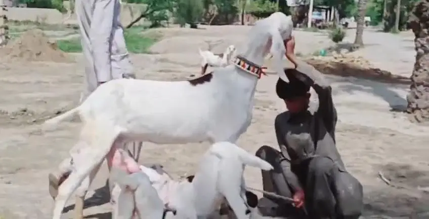 2 Bacchon Ka Sath Desi Bakri For Sale _ + 03242203691 — photo 2