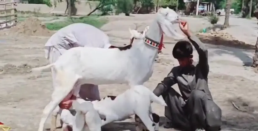 2 Bacchon Ka Sath Desi Bakri For Sale _ + 03242203691 — photo 3