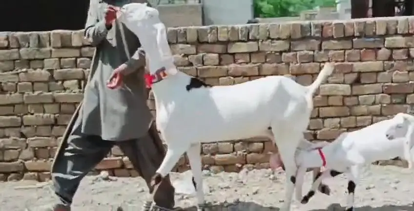 2 Bacchon Ka Sath Desi Bakri For Sale _ + 03242203691 — photo 4
