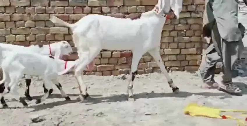 2 Bacchon Ka Sath Desi Bakri For Sale _ + 03242203691 — photo 5