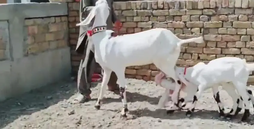 2 Bacchon Ka Sath Desi Bakri For Sale _ + 03242203691 — photo 6