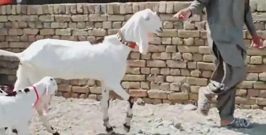 2 Bacchon Ka Sath Desi Bakri For Sale _ + 03242203691 — photo 7