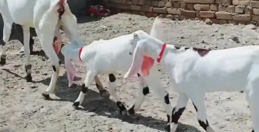 2 Bacchon Ka Sath Desi Bakri For Sale _ + 03242203691 — photo 8