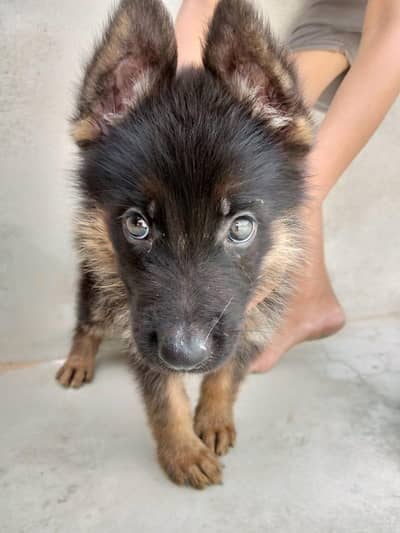 Pure German Shepherd Male Bsby