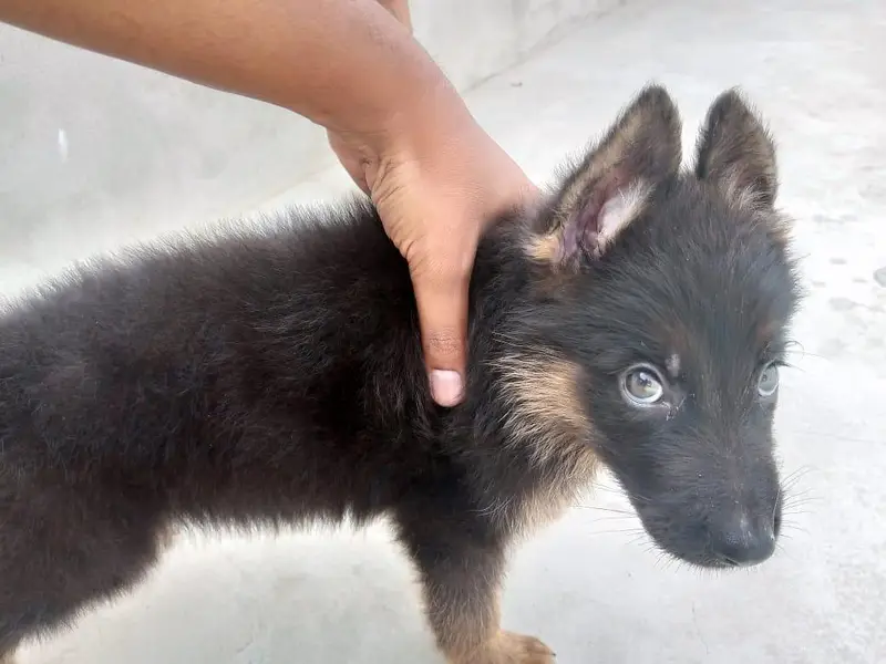 Pure German Shepherd Male Bsby — photo 2