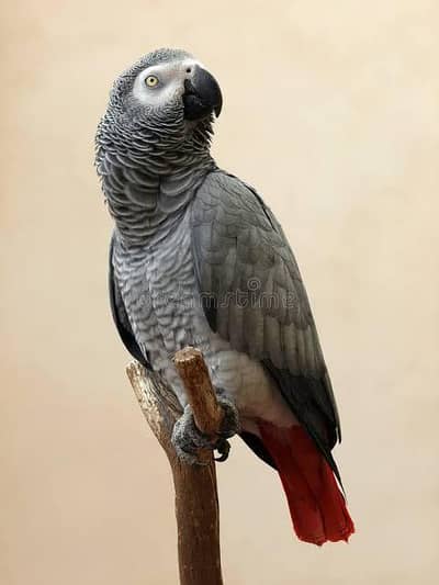 Congo African Grey  Adult Female