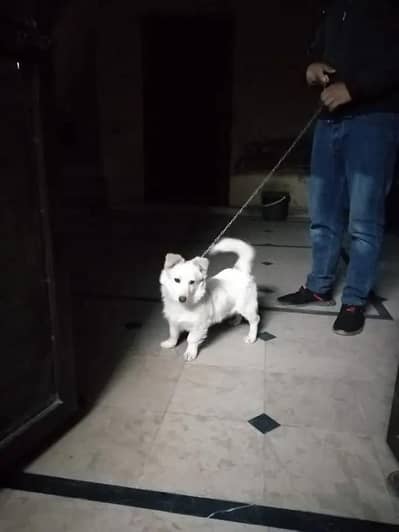 russion dogs 5 puppy 1 white pair for sale